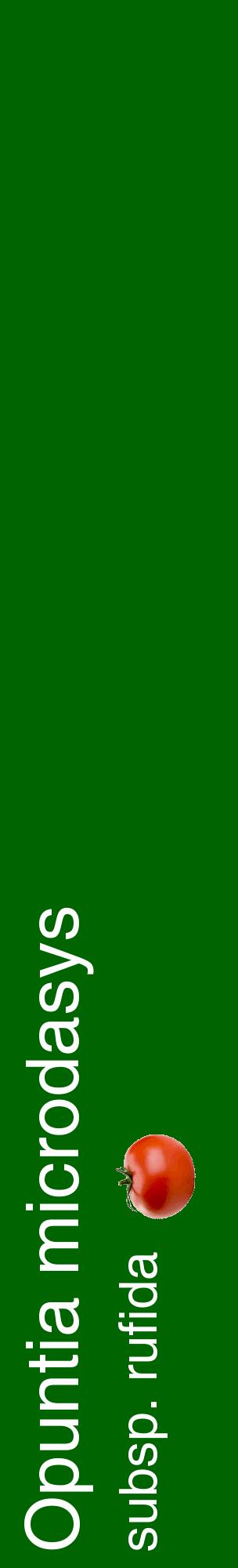 Étiquette de : Opuntia microdasys subsp. rufida - format c - style blanche8_basiquehel avec comestibilité simplifiée