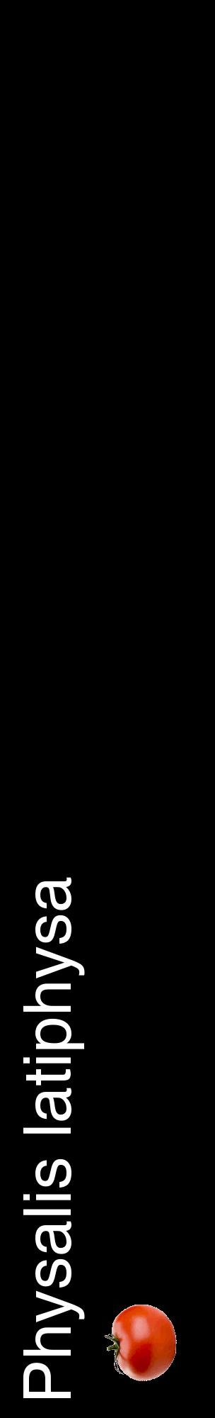 Étiquette de : Physalis latiphysa - format c - style blanche59_basiquehel avec comestibilité simplifiée