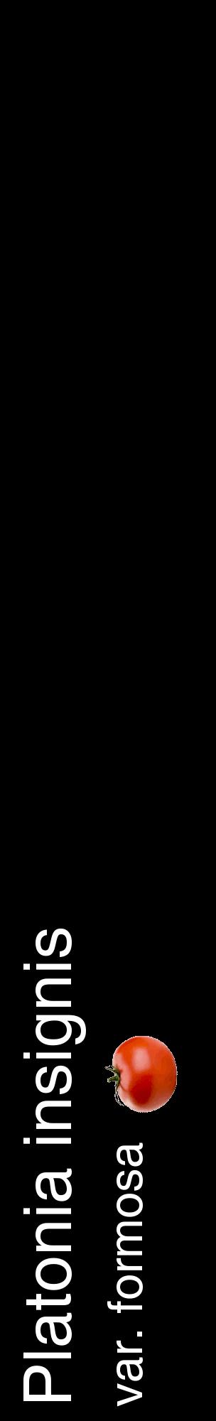 Étiquette de : Platonia insignis var. formosa - format c - style blanche59_basiquehel avec comestibilité simplifiée