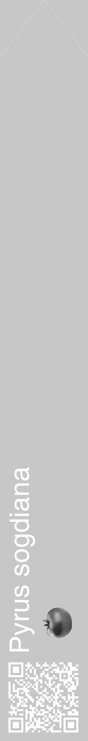 Étiquette de : Pyrus sogdiana - format c - style blanche15_simple_simplehel avec qrcode et comestibilité simplifiée - position verticale