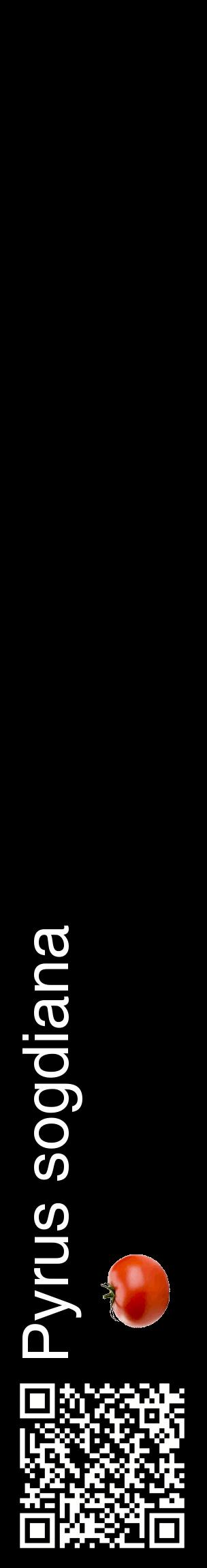 Étiquette de : Pyrus sogdiana - format c - style blanche59_basiquehel avec qrcode et comestibilité simplifiée