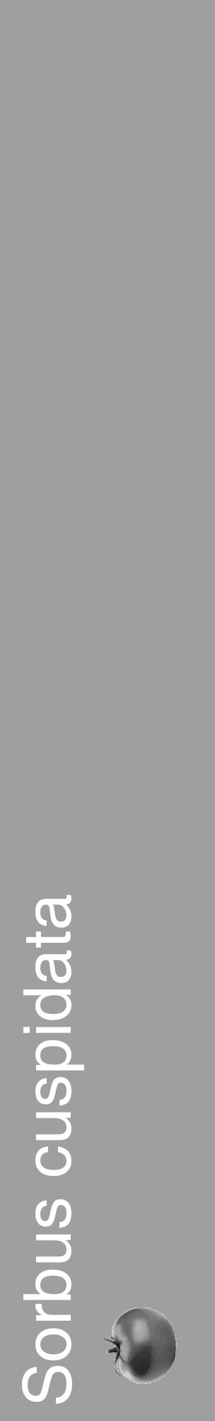 Étiquette de : Sorbus cuspidata - format c - style blanche24_basique_basiquehel avec comestibilité simplifiée - position verticale