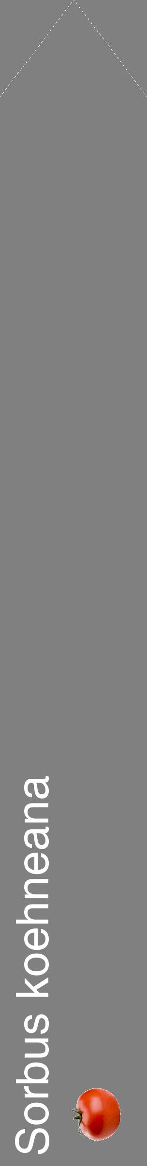 Étiquette de : Sorbus koehneana - format c - style blanche57_simplehel avec comestibilité simplifiée