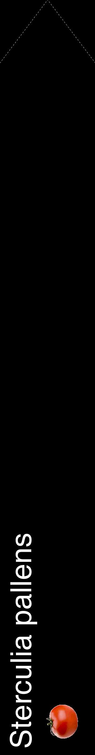 Étiquette de : Sterculia pallens - format c - style blanche59_simplehel avec comestibilité simplifiée