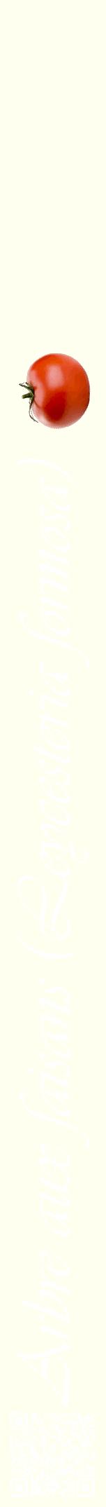 Étiquette de : Leycesteria formosa - format a - style blanche19viv avec qrcode et comestibilité simplifiée