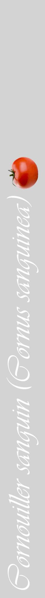 Étiquette de : Cornus sanguinea - format a - style blanche56viv avec comestibilité simplifiée