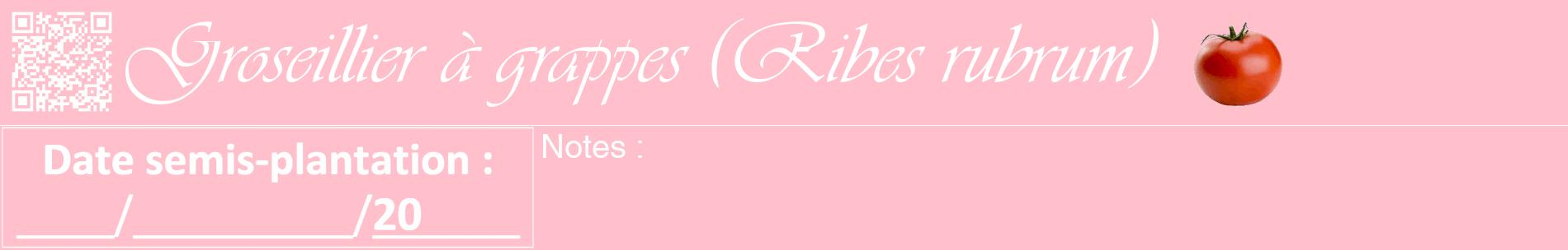 Étiquette de : Ribes rubrum - format a - style blanche40basiqueviv avec qrcode et comestibilité simplifiée