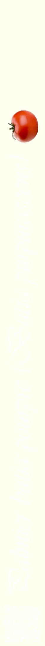 Étiquette de : Butia purpurascens - format a - style blanche19viv avec qrcode et comestibilité simplifiée