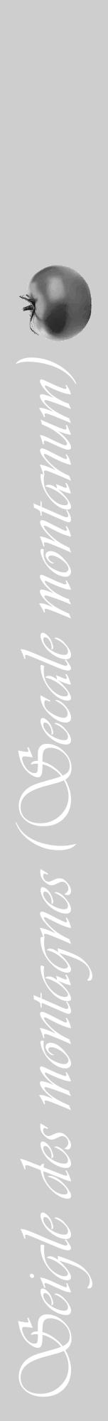 Étiquette de : Secale montanum - format a - style blanche17viv avec comestibilité simplifiée - position verticale