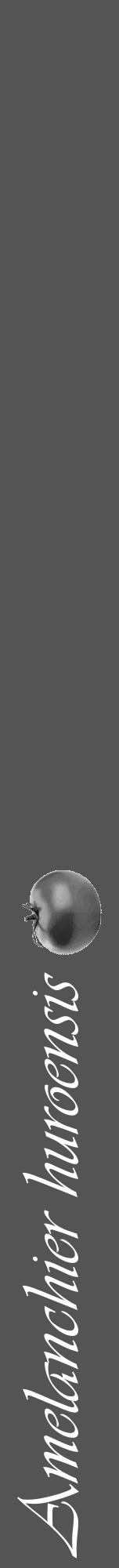 Étiquette de : Amelanchier huroensis - format a - style blanche36viv avec comestibilité simplifiée - position verticale