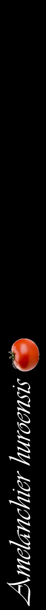 Étiquette de : Amelanchier huroensis - format a - style blanche59viv avec comestibilité simplifiée