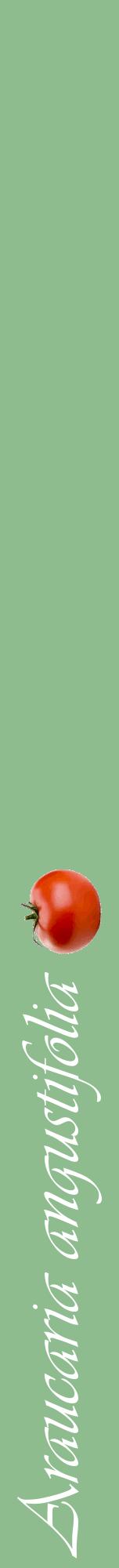 Étiquette de : Araucaria angustifolia - format a - style blanche13viv avec comestibilité simplifiée