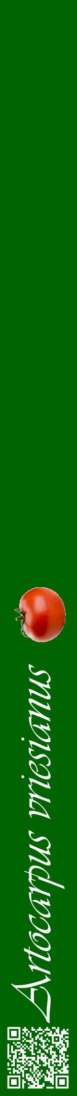 Étiquette de : Artocarpus vriesianus - format a - style blanche8viv avec qrcode et comestibilité simplifiée