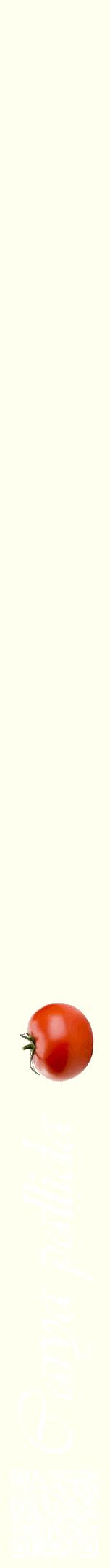 Étiquette de : Carya pallida - format a - style blanche19viv avec qrcode et comestibilité simplifiée
