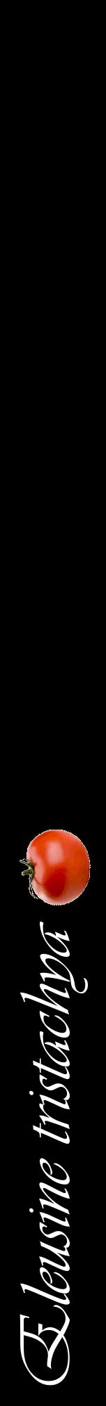 Étiquette de : Eleusine tristachya - format a - style blanche59viv avec comestibilité simplifiée