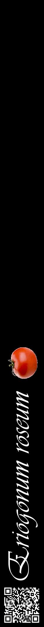 Étiquette de : Eriogonum roseum - format a - style blanche59viv avec qrcode et comestibilité simplifiée