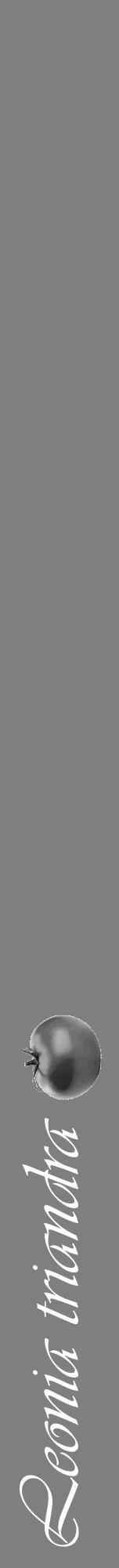 Étiquette de : Leonia triandra - format a - style blanche57viv avec comestibilité simplifiée - position verticale