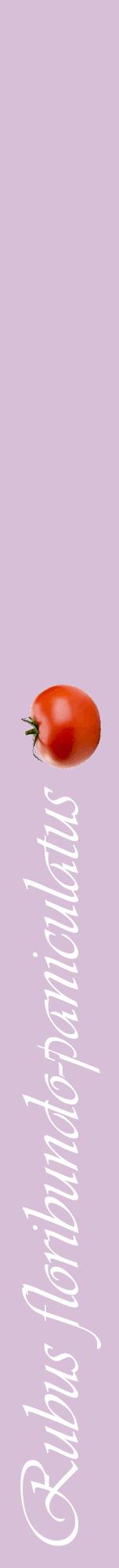 Étiquette de : Rubus floribundo-paniculatus - format a - style blanche54viv avec comestibilité simplifiée