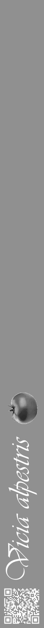 Étiquette de : Vicia alpestris - format a - style blanche4viv avec qrcode et comestibilité simplifiée - position verticale