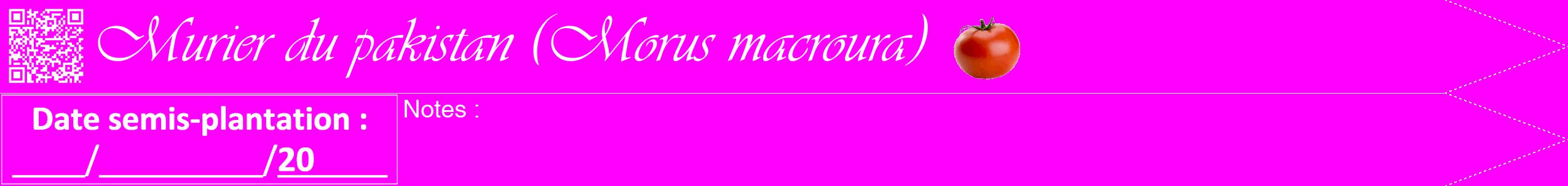 Étiquette de : Morus macroura - format b - style blanche51viv avec qrcode et comestibilité simplifiée