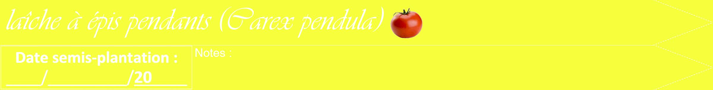 Étiquette de : Carex pendula - format b - style blanche18viv avec comestibilité simplifiée