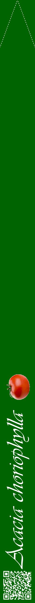 Étiquette de : Acacia choriophylla - format b - style blanche8viv avec qrcode et comestibilité simplifiée