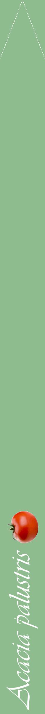 Étiquette de : Acacia palustris - format b - style blanche13viv avec comestibilité simplifiée