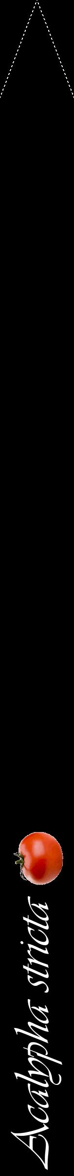 Étiquette de : Acalypha stricta - format b - style blanche59viv avec comestibilité simplifiée