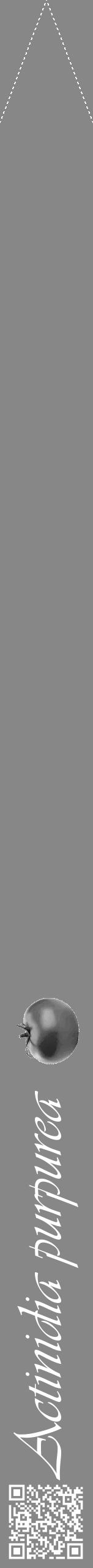 Étiquette de : Actinidia purpurea - format b - style blanche12viv avec qrcode et comestibilité simplifiée - position verticale