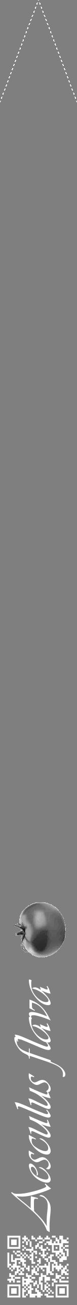 Étiquette de : Aesculus flava - format b - style blanche31viv avec qrcode et comestibilité simplifiée - position verticale