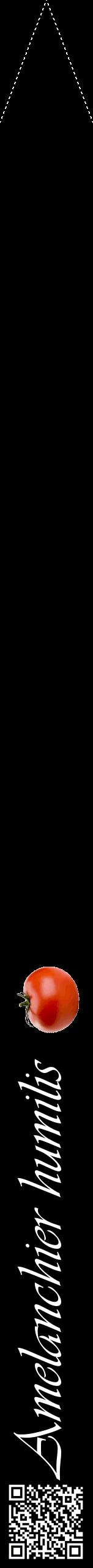 Étiquette de : Amelanchier humilis - format b - style blanche59viv avec qrcode et comestibilité simplifiée