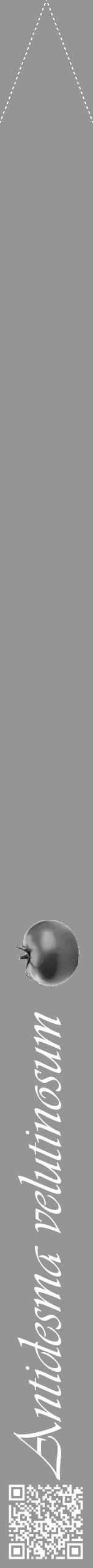 Étiquette de : Antidesma velutinosum - format b - style blanche16viv avec qrcode et comestibilité simplifiée - position verticale