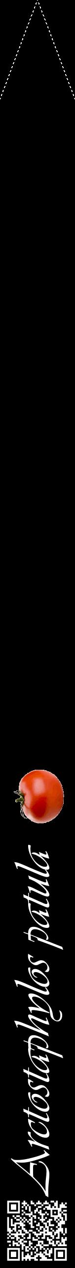 Étiquette de : Arctostaphylos patula - format b - style blanche59viv avec qrcode et comestibilité simplifiée