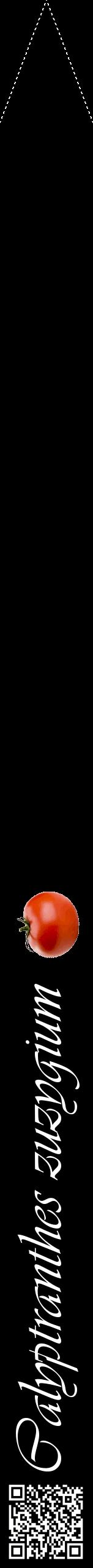 Étiquette de : Calyptranthes zuzygium - format b - style blanche59viv avec qrcode et comestibilité simplifiée