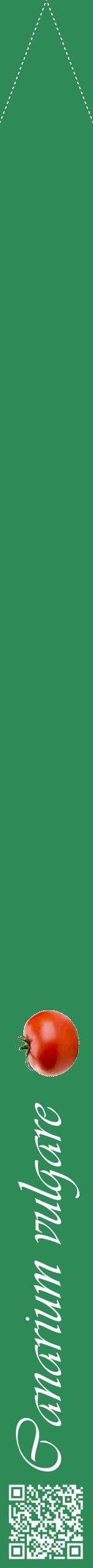 Étiquette de : Canarium vulgare - format b - style blanche11viv avec qrcode et comestibilité simplifiée
