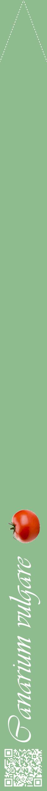 Étiquette de : Canarium vulgare - format b - style blanche13viv avec qrcode et comestibilité simplifiée