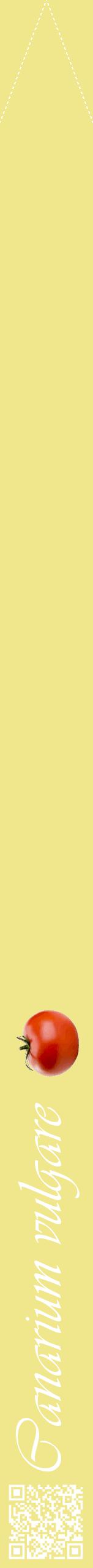 Étiquette de : Canarium vulgare - format b - style blanche20viv avec qrcode et comestibilité simplifiée
