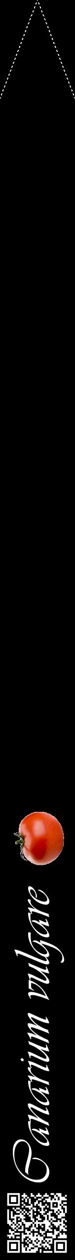Étiquette de : Canarium vulgare - format b - style blanche59viv avec qrcode et comestibilité simplifiée