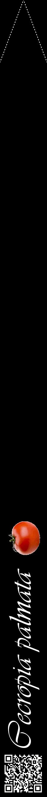 Étiquette de : Cecropia palmata - format b - style blanche59viv avec qrcode et comestibilité simplifiée