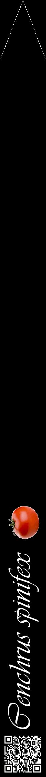 Étiquette de : Cenchrus spinifex - format b - style blanche59viv avec qrcode et comestibilité simplifiée