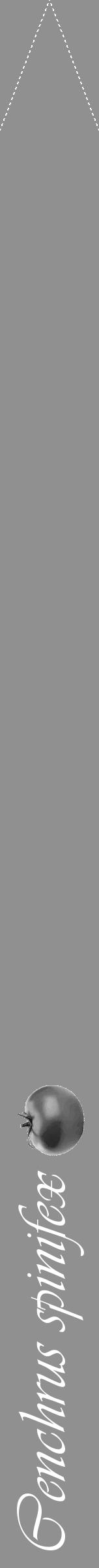 Étiquette de : Cenchrus spinifex - format b - style blanche4viv avec comestibilité simplifiée - position verticale