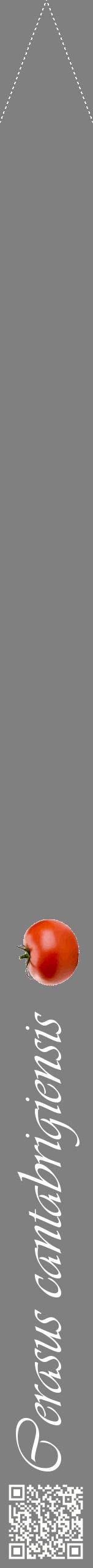 Étiquette de : Cerasus cantabrigiensis - format b - style blanche57viv avec qrcode et comestibilité simplifiée