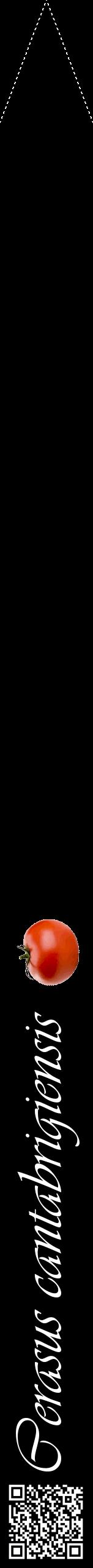 Étiquette de : Cerasus cantabrigiensis - format b - style blanche59viv avec qrcode et comestibilité simplifiée