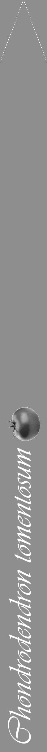 Étiquette de : Chondrodendron tomentosum - format b - style blanche25viv avec comestibilité simplifiée - position verticale