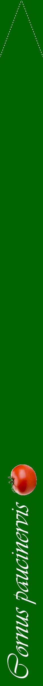 Étiquette de : Cornus paucinervis - format b - style blanche8viv avec comestibilité simplifiée
