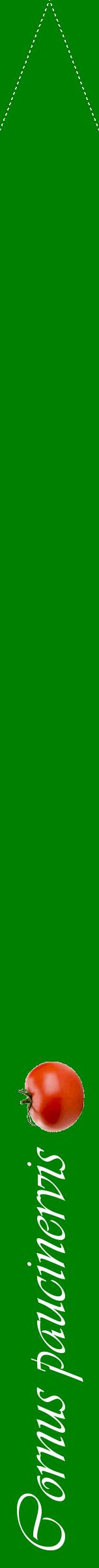 Étiquette de : Cornus paucinervis - format b - style blanche9viv avec comestibilité simplifiée