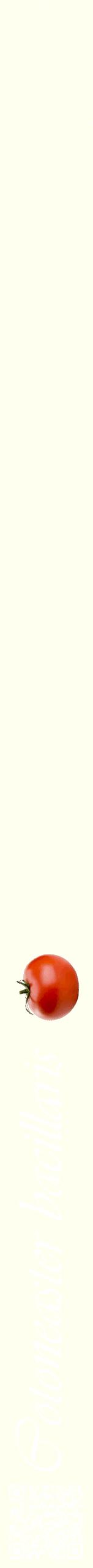 Étiquette de : Cotoneaster bacillaris - format b - style blanche19viv avec qrcode et comestibilité simplifiée