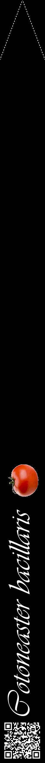Étiquette de : Cotoneaster bacillaris - format b - style blanche59viv avec qrcode et comestibilité simplifiée