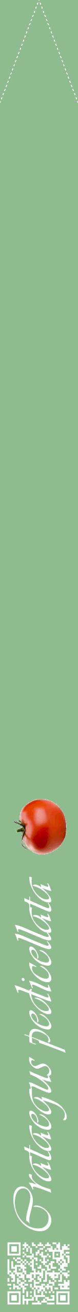 Étiquette de : Crataegus pedicellata - format b - style blanche13viv avec qrcode et comestibilité simplifiée