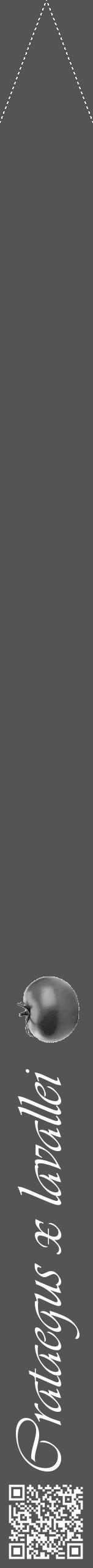 Étiquette de : Crataegus x lavallei - format b - style blanche36viv avec qrcode et comestibilité simplifiée - position verticale